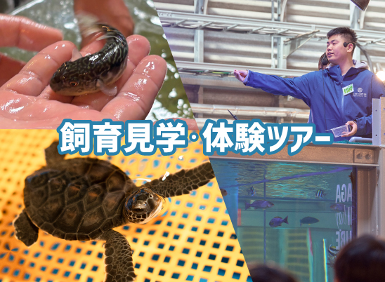 さか専 飼育見学・体験ツアー