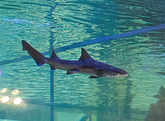 少人数制ミニ体験「サメの餌やり」